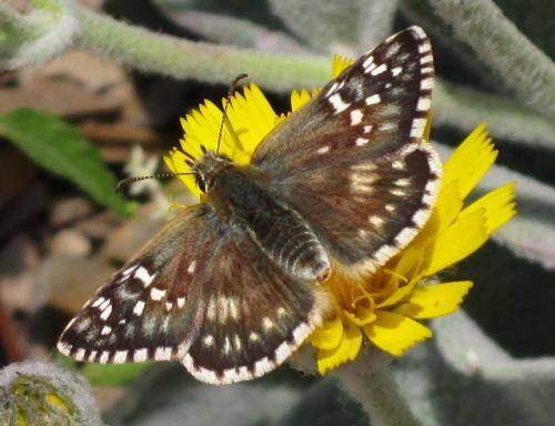 Réf. 318 330 : Pyrgus carthami